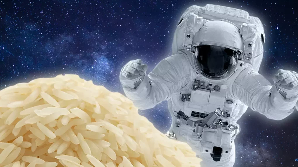 Rice